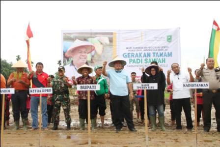  Dorong Upaya Peningkatan Produksi, Bupati Yopi Turun ke Sawah Menanam Padi